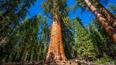 Existuje strom, který je starší než Římská říše – a stále roste.