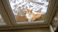 Proč si kočka vybere právě váš práh a jak reagovat, aby se jí nic nestalo?