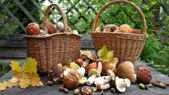 Proč se vyplatí jíst houby častěji: 8 výhod pro vaše zdraví a chuťové buňky