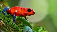 Krásní jako duha, smrtící jako jed: malí zabijáci džungle