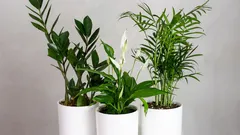 Snadno udržovatelné pokojové rostliny pro začátečníky: dračí strom, tchýnin jazyk a další oblíbené druhy