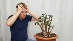 Proč se peněžní strom natahuje a padá: jednoduchý způsob, jak obnovit jeho dokonalý vzhled