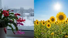 Fotoperiodismus jednoduše vysvětlený: Jak rostliny vnímají světlo a nepřetržitou noc