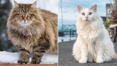 Největší plemena koček: stručný přehled, výhody a nevýhody