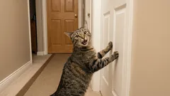 5 typů kočičích výkřiků: Co vám vaše kočka sděluje?