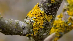 Lišejník na ovocných stromech není choroba: co vám říká o vaší zahradě