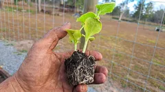 Kořenová zóna je zásadní: co udělat, aby se sazenice po přesazení lépe zakořenily