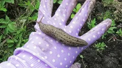 Proč se přes noc objevují šneci – a co proti tomu můžete udělat bez chemikálií